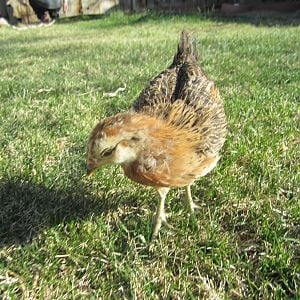 Miss Angel - about a month old (Ameraucana)