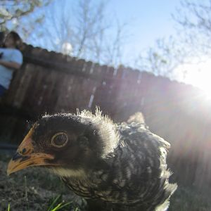 Rock-O (Plymouth Barred Rock) about a month old