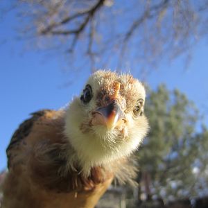 Hellloooo - Angel (Ameraucana) about a month old