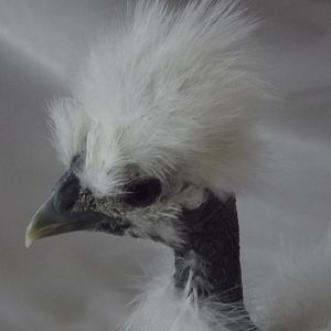 "Lazer" ~ 6 week old Showgirl cockerel