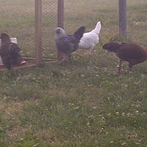 The Girls coming in to go to bed after a 100 degree day in the yard.  I love to watch them every evening, one by one go into the coop to roost. Leroy our 2 yr old Black Austy Rooster is always the last in, and the first out . He is a good Shepard to his flock :-)