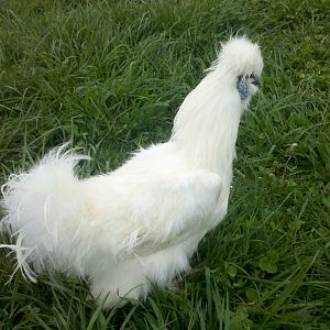 Fred, White silkie rooster from Ideal