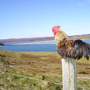 576678_10150712470327874_270662997_n.jpg My rooster, right beside my house in a tiny place called Scullomie in the very north coast of scotland! :)