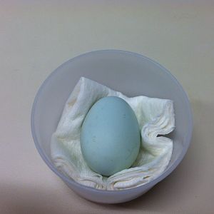Blue Egg!