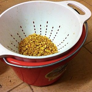 Whole grains draining into carry bucket