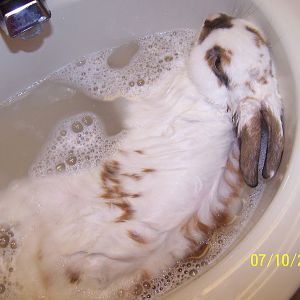 This is Peanut butter in the bath Peanut butter LOVES his baths all laying down in the bath and happy He's so cute i took this July 12 it says the 10 but it is 2 days backwards