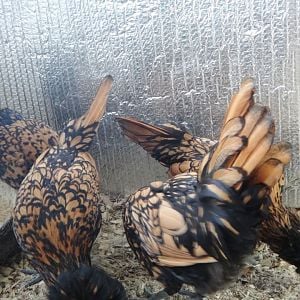 My Golden Laced Polish pullets :)