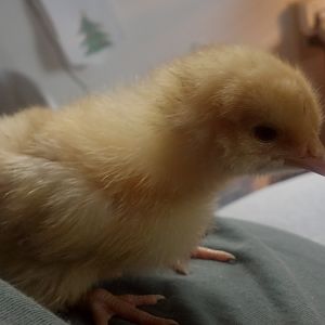 Buttercup - Buff Orpington. Very docile, not social at all. Will tolerate handling.