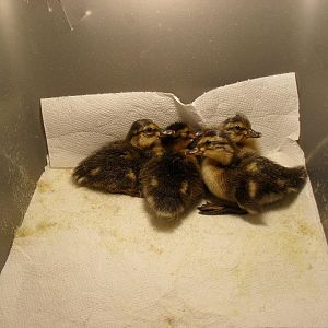 Mallard ducklings born on Christmas Eve