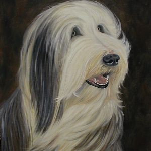 Oil painting of our Bearded Collie dog