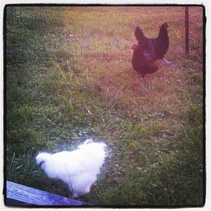 This was the first time Travis had ever met girl chickie's!
