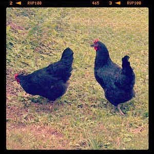 My Australorp hens, Slim and Dandy!