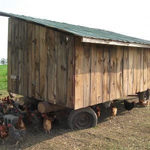 This is a movable chicken tractor that I made be myself. It is 8x16 feet and is on an old wagon rack. The chicken tractor is called Fowl Play. Made of old barn boards it cost me only time and forty dollars in screws and nails.