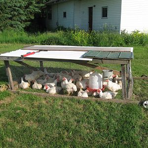This is for broilers it is 8x6 and holds 20-30 birds
