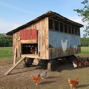 The side of the coop with the door open and latched so the can go in and out as they please. The coop is made of old barn boards so the backs are red.