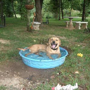 The live in neighbor dog cooling off in the pool normally used for everyones drinking water.