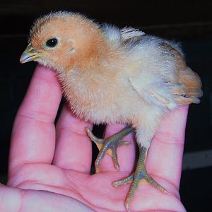 July  29th 2012

My 1st time hatching chicks under 2 of my broodie hens

Between 1 week and 1 1/2 weeks old