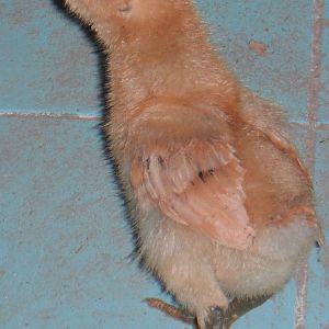 July  29th 2012

My 1st time hatching chicks under 2 of my broodie hens

Between 1 week and 1 1/2 weeks old