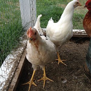 My two newest additions. 3 month old leghorn girls, that's Louise in the right.