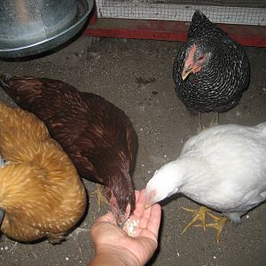 They like to eat feed from my hand