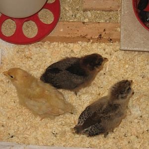 Chicks at 10 days old