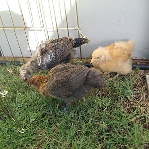 3-4 week old chicks