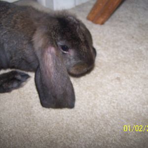 I would like to welcome a new addition to the rabbit family Pepper OK so we went to a feed store to get chicken feed rabbit feed and litter and are 3 leg Holland lop Hans recently died and my mom missed him so we saw lop ears for sale 10 dollars they rarely have lop ears so we looked and he was perfect we new he was a boy and we needed a boy so he was perfect for us and is very nice he is a English lop baby 5 months and 6 inch ears already