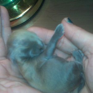 This was Patty when she was 7 days old so cute i love her