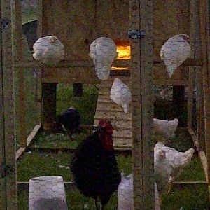 Almost time for bed. 8 of the girls have already went inside the coop to roost in this pic.
