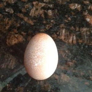 our first egg