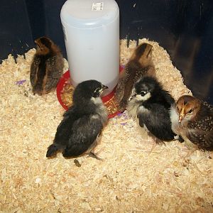 My new chicks I got Monday...the brown are Speckled Sussex and the Black are Black Australorp