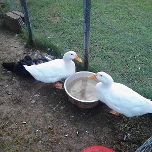 My pekins just came into pen for the night all that playing and swiming time for bed there under pekin is dottie she my moscovy growing fast