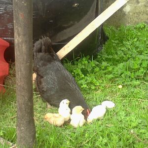 Ebony. blackrock , again , with some of her chicks!