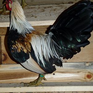 My latest addition to flock.7 Phoenix chickens so far.