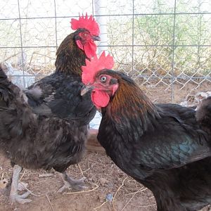 My two French Black Copper Marans. Celeste and Collette. (Still not sure if "Collette" is a hen or a rooster though!)