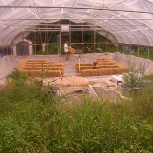More veggies on the way. 36 wheat straw bales to plant in the green house.