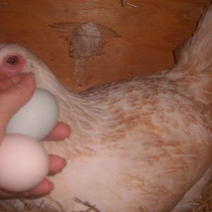 I wonder which egg is her? 
Pink or blue?
