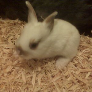 RIP PEANUT BUTTER he was our first ever bred bunny and he died at 2 years old after eating a very bad plant rabbits ie from if eaten we miss him this is him from a baby and the same rabbit as the one in the sink
