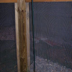 A shot of the hardware cloth fencing I constructed to keep the chicken-killing basset hound out.