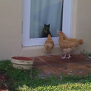 Is it Chicken TV for the kitten?  Or Cat TV for the chickens.  Either way, both sides are equally fascinated.