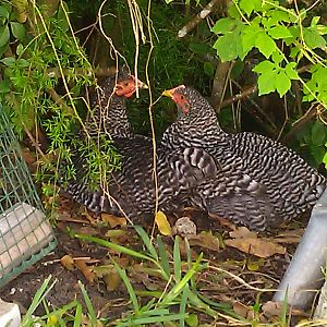 Lois and Dolores, the Dominiques, found a great little chicken hide-a-way
