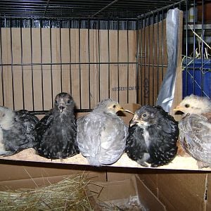 My first Araucanas hen-hatched 6/2010. The guy on the far right is my current rooster, Quetzal. He is wonderful. Very tame and gentle.