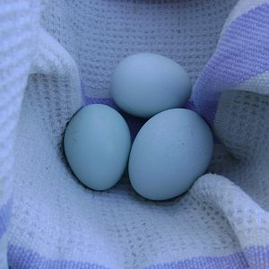 First blue eggs.