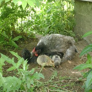Blueberry, my Blue Wyandotte with her pure Araucana chicks. She is the best broody hen ever.