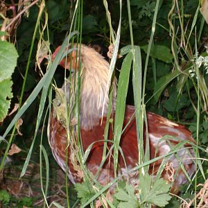 Quetzal, hunting in the grass. Araucana rooster.