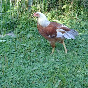 Araucana, cockerel, born 5/2012. Partially tailed.