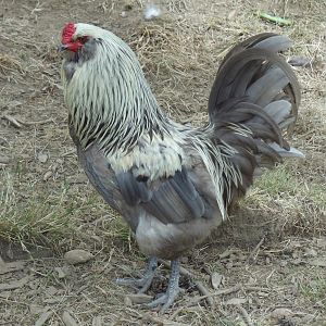 Huckleberry, our pure blue Ameraucana rooster. Born 2010.