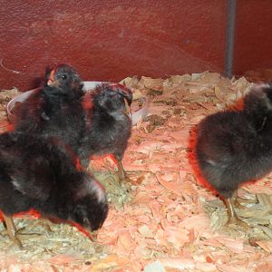 4 of the 7 chicks