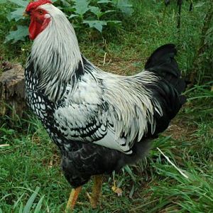 My Silver Laced Wyandotte Roo