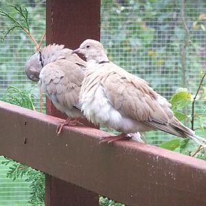 Sir Gibbie-Miri-Male Ring-necked Dove-Female Ring-necked Dove